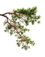 Pine tree branch with green needles, autumn season, isolated on transparent background