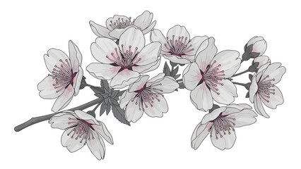 Delicate Cherry Blossom Branch with Pink and White Petals - Isolated