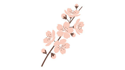 Delicate Pink Cherry Blossom Branch with Buds on White Background