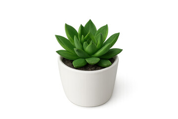 Obraz premium Green echeveria succulent plant thriving in a white ceramic pot