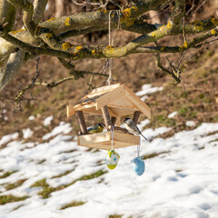 Marsh tit and blue tit feeding at a wooden bird feeder hanging on a tree branch. Garden scene with melting snow, showing bird feeding as wildlife support in late winter and early spring.