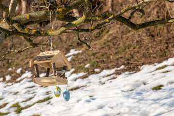 Marsh tit (Poecile palustris) feeding at a wooden bird feeder hanging on a tree branch. Garden scene with melting snow, showing bird feeding as wildlife support in late winter and early spring.