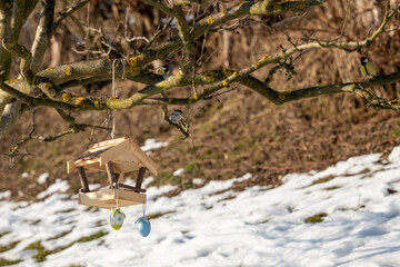 Marsh tit and great tit near a wooden bird feeder hanging on a tree branch. Garden scene with melting snow, showing bird feeding as wildlife support during late winter and early spring.