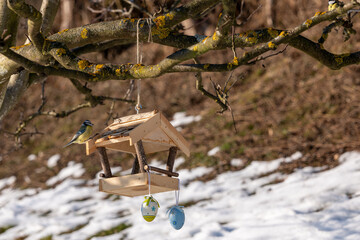 Blue tit (Cyanistes caeruleus) feeding at a wooden bird feeder hanging on a tree branch. Garden scene with melting snow, showing bird feeding as wildlife support in late winter and early spring.