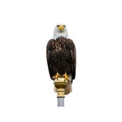 Bald eagle perched on flag pole topper