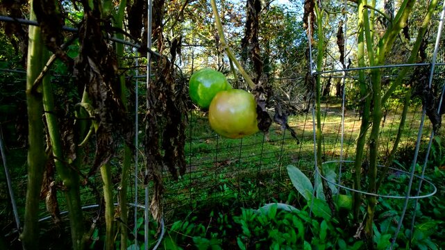 Last two unmatured tomatoes hanging from dying vine after first frost wither plants