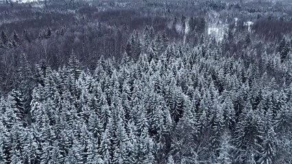 Snowy winter forest aerial view evoking solitude and tranquility