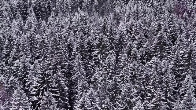 Snowy forest landscape, serene winter scene, nature's beauty captured
