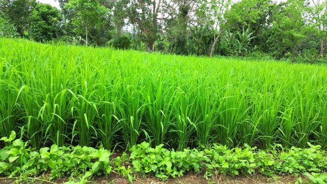 Aerial view from a rice field in S&atilde;o Tom&eacute;.Pilot project from China.The initiative seeks to transform regions into "national breadbaskets," leveraging local knowledge to revive rice production.Africa