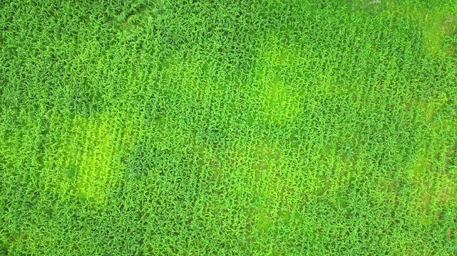 Flying in a spiral motion over a cassava field.Cassava is a staple food in S&atilde;o Tom&eacute;,used in local cuisine to make flour, cornmeal, cakes, porridge, etc. S&atilde;o Tom&eacute;,Africa