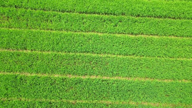 Aerial view from a Rice cultivation at S&atilde;o Tom&eacute;.Its gaining momentum, driven by pilot projects with technical support from China, aimed at the country's food security and independence.Africa.