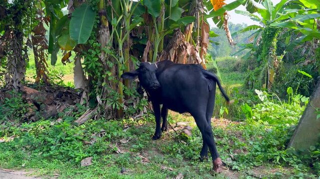 A water buffalo on a rural farm in Sri Lanka
