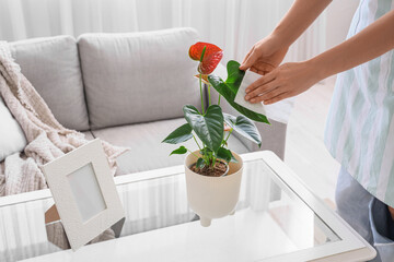 Woman wiping Anthurium flower's leaf at home