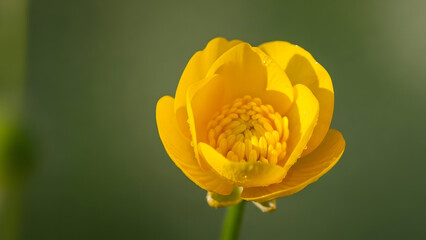 Yellow Buttercup Flower With Water Droplets Close Up On Green Background