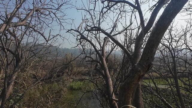 View of a dense thicket with tangled dry branches and overgrown wild vegetation in a rural forest