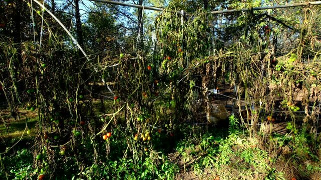 Withered cherry, plum and other variety of tomato plants swaying in windy day after first frost killed crops