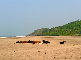 Vagator Beach in Goa, India, Calm Coastal Landscape Along the Arabian Sea
