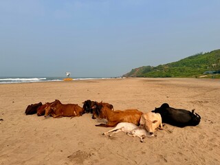 Vagator Beach in Goa, India, Calm Coastal Landscape Along the Arabian Sea
