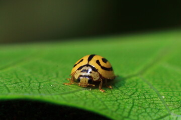 ladybug on leaf Close-Up Macro Photography © ritam Karmakar