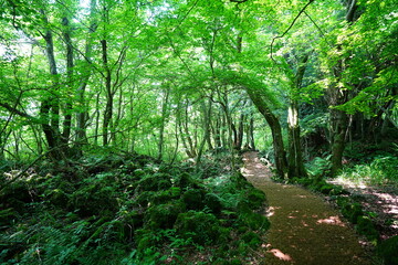 Obraz premium fine spring path and old trees