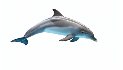 Dynamic Bottlenose Dolphin Leaping Isolated on White Background