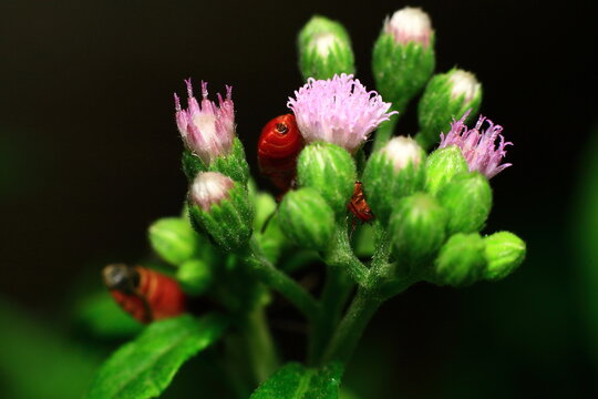 Red Kerria Lacca Insect Extreme Close-Up macro photography Nature Background
