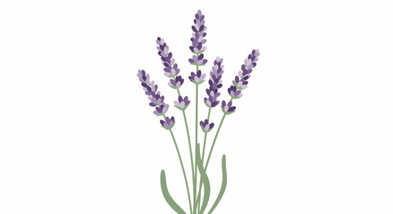 Obraz premium A serene and elegant vector illustration showcasing a delicate cluster of lavender flower stalks, capturing nature's beauty in a minimalist style