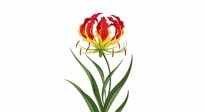 Vibrant and exotic Gloriosa Lily flower illustration, showcasing its unique flame-like petals and striking colors on a clean white background