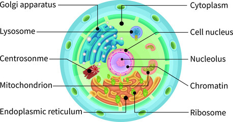 Cell structure illustration english
