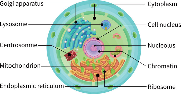 Cell structure illustration english
