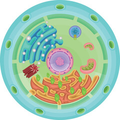 Cell structure illustration