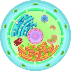 Cell structure illustration