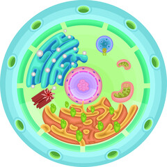 Cell structure illustration