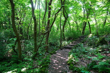 Fototapeta premium fine path through spring forest