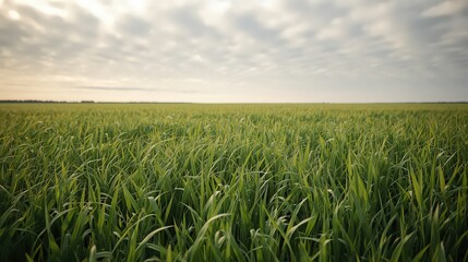 A vast green grass field stretches endlessly beneath a dramatic cloudy sky, gently swaying with the soft wind. Natural daylight enhances the fresh tones of the landscape, creating a calm, peaceful, an