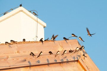 jaskółki na dachu © marsad