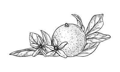 Fototapeta premium Citrus fruit with flower and leaves vector isolated illustration painted by black inks. Sweet tropical orange line art black ink sketch. For mulled wine decor, recipes, poster