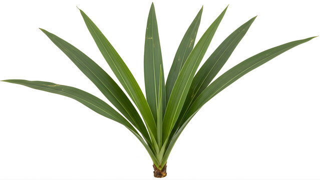 Fresh vibrant green plant leaves isolated on a clean white background