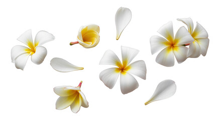 White plumeria flowers and petals isolated on a transparent background