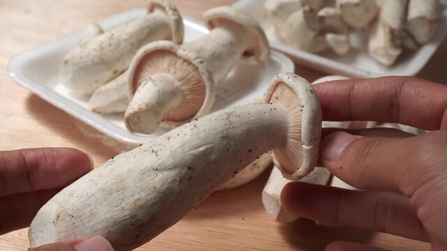 hand holding mushrooms