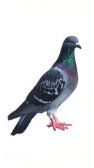 Fototapeta premium Digitally enhanced photo of a single pigeon on a white background, in full profile