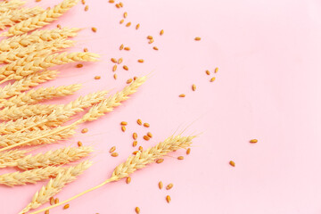 Wheat ears and grains on pink background