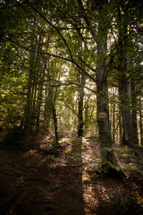Fototapeta premium Light filters through trees on a forest trail during daytime in a green wooded area. Summer Hiking in Carpathian Mountains. Ukraine