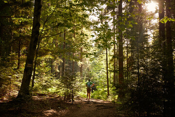 Hiker walks through a forest path surrounded by tall trees and sunlight filtering through the...