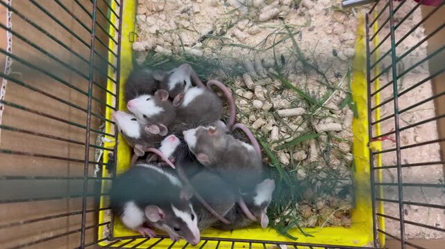 pet mice in a cage, offspring of rats in a cage, little baby mice with long tails in a cage, pets, offspring of pet rats, love of pets, happy family, team group of little rats