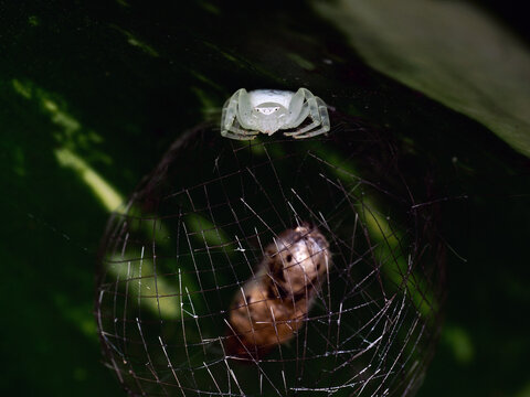  moth larvae and spider on top