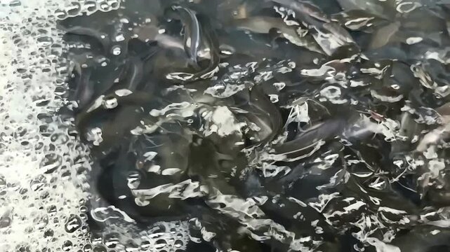 Schooling baby catfish (Clarias) fry in a high-density aquaculture pond. Vibrant close-up of juvenile fish during a feeding routine in a sustainable freshwater fish farm