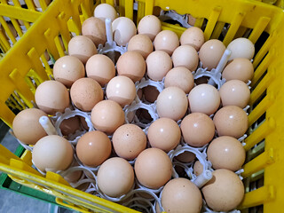 Chicken eggs in an incubator