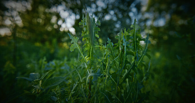 Lactuca, commonly known as lettuce, is a genus of flowering plants in the family Asteraceae. The genus includes at least 50 species, distributed worldwide, but mainly in temperate Eurasia