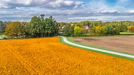 Aerial drone view of marigold flowers fields farm, orange marigolds flowers colorful background, typical Dutch agriculture landscape, the Netherlands